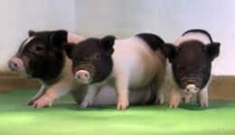 perv-free-piglets-egenesis